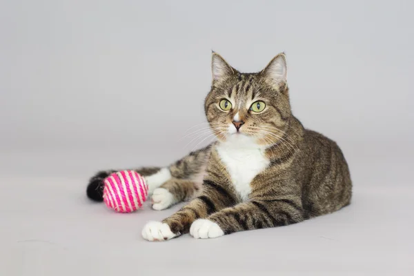 Tabby grünäugige Katze isoliert auf grau — Stockfoto