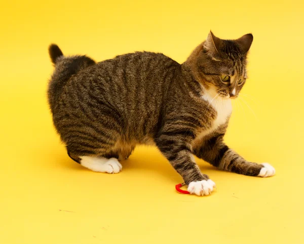 Tabby verrückte grünäugige Katze spielt mit Spielzeug — Stockfoto