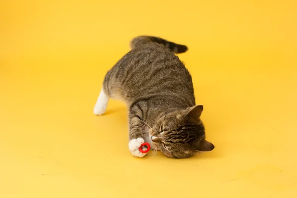 Tabby grünäugige Katze spielt mit Spielzeug — Stockfoto