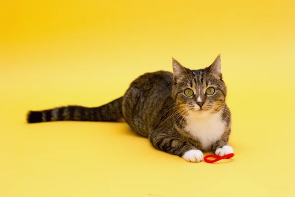 Kleine niedliche grünäugige gestromte Katze isoliert auf gelb — Stockfoto