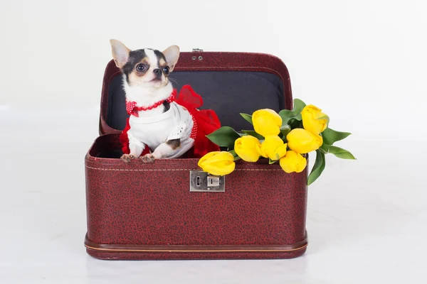 Chihuahua est assis dans une boîte avec des tulipes jaunes — Photo