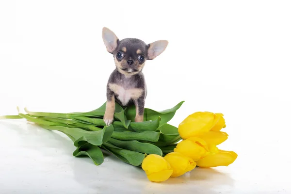 Roztomilé štěně čivava s žluté tulipány — Stock fotografie