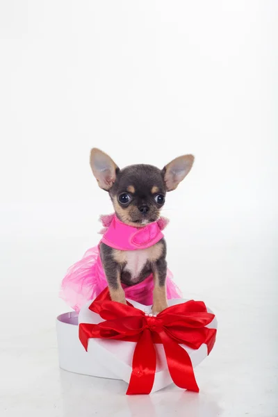 Roztomilé štěně čivava má na sobě růžové šaty — Stock fotografie