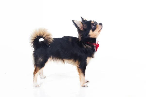 Chihuahua dog is wearing bow tie — Stock Photo, Image