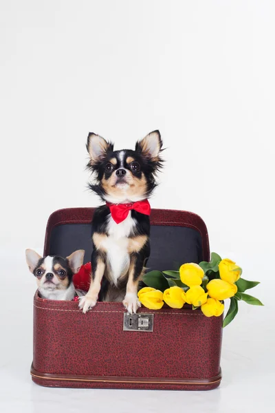 Two chihuahua dogs with yellow flowers — Stock Photo, Image