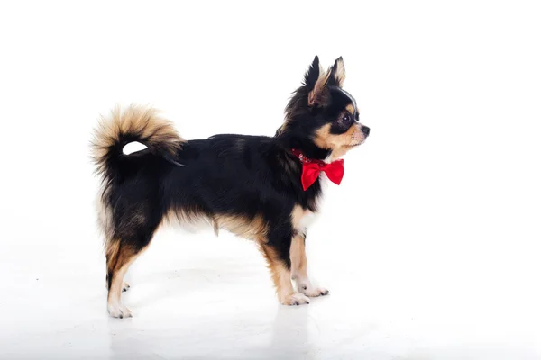 Chihuahua dog is wearing red bow tie — Stock Photo, Image