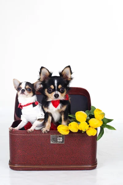 Deux petits chiens sont assis dans une boîte avec des tulipes — Photo