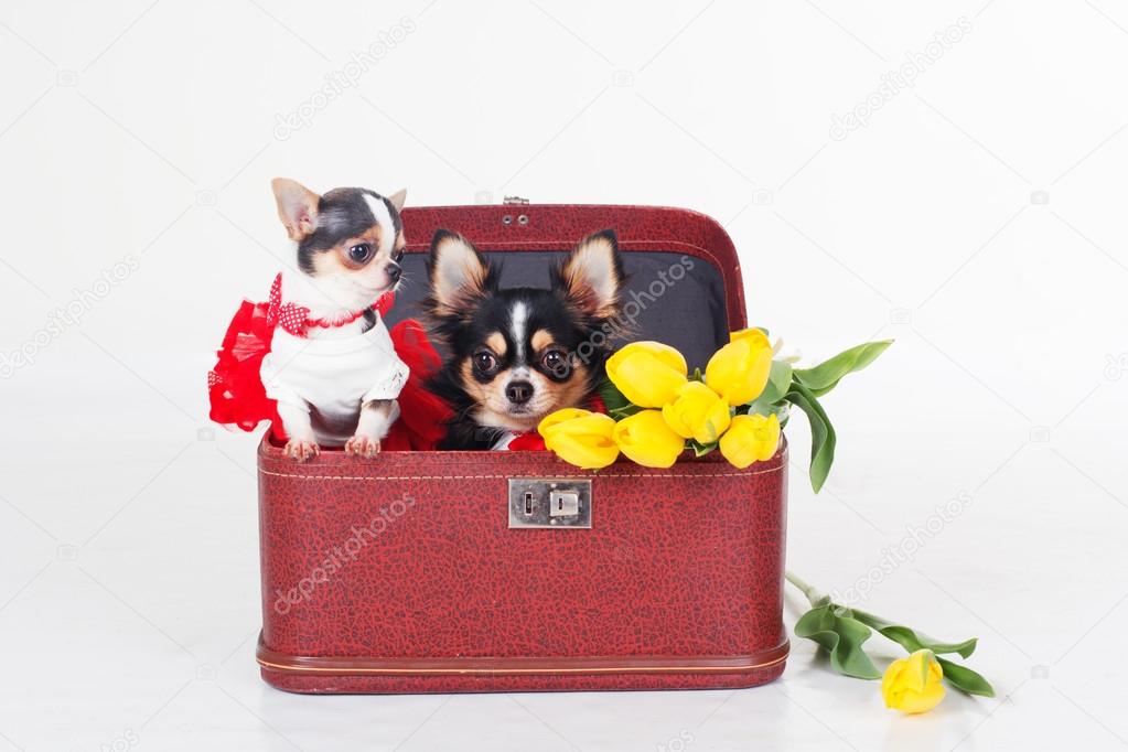 Two dogs are sitting in box with yellow tulips