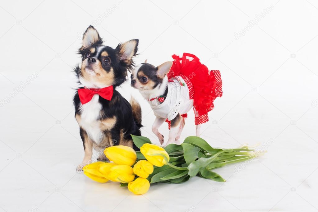 Two small dogs  with yellow tulips