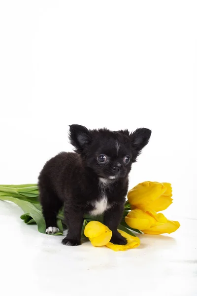 奇瓦瓦州毛黑色的小狗，与黄色郁金香 — 图库照片