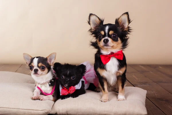 Family of chihuahua dogs on pillows in studio — Stock Photo, Image