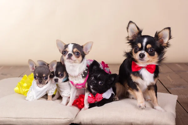 Familie von Chihuahua-Hunden auf Kissen im Studio — Stockfoto