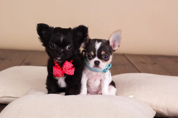 Zwei Chihuahua-Welpen tragen Hundehalsband — Stockfoto