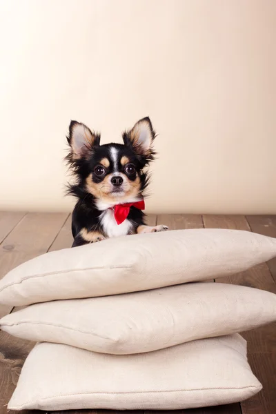 Adult chihuahua dog siting on pillows — Stock Photo, Image