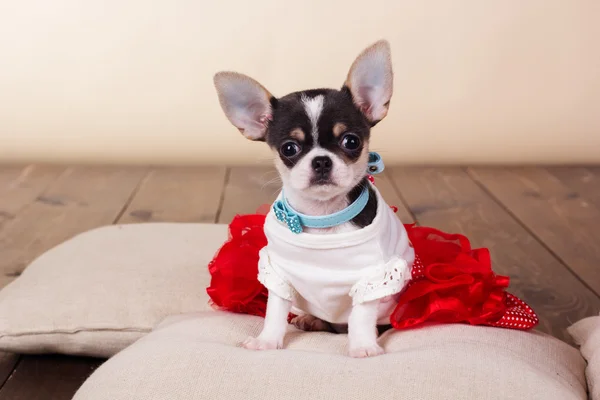 Chihuahua-Hündin sitzt auf Kissen — Stockfoto