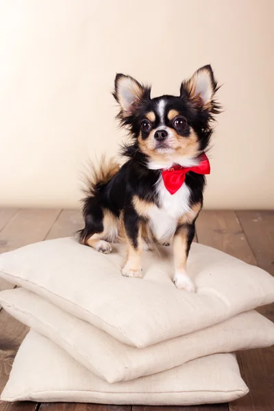 Adult chihuahua dog siting on pillows — Stock Photo, Image