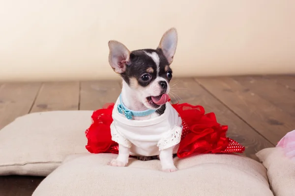 Female chihuahua dog lying on pillows — Stock Photo, Image