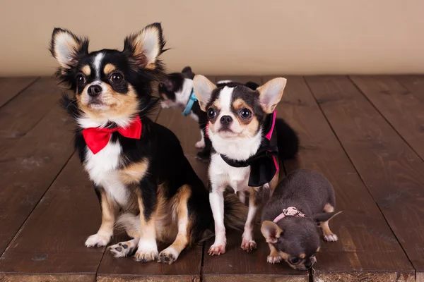 Chihuahua-Familie trägt Hundehalsband — Stockfoto