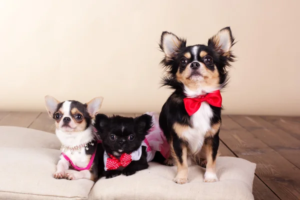 Familie von Chihuahua-Hunden auf Kissen im Studio — Stockfoto