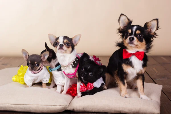 Familie von Chihuahua-Hunden auf Kissen — Stockfoto