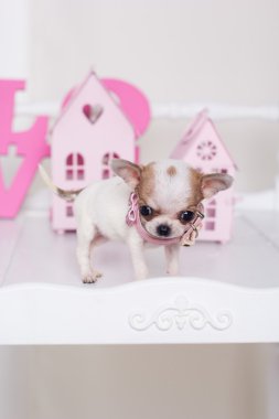 Chihuahua sivilceli köpek yavrusu yakınındaki küçük evler