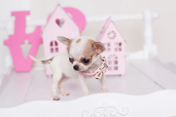 Malé štěně čivava poblíž růžové dekorativní domy — Stock fotografie