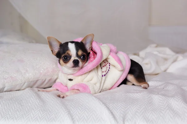 Chihuahua-Hund liegt auf Bett — Stockfoto