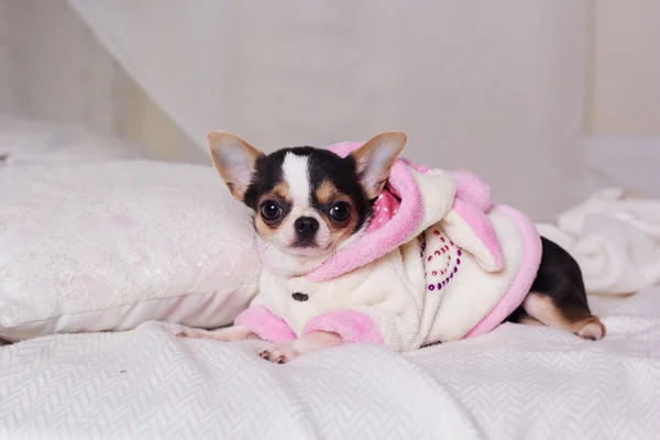 Pes Chihuahua má na sobě župan ležel na posteli — Stock fotografie
