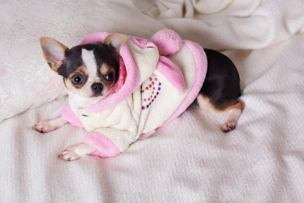 Pes Chihuahua leží na posteli — Stock fotografie