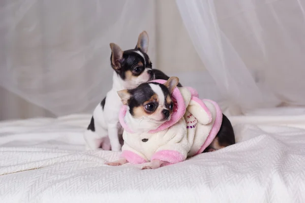 Chihuahua chiens sont couchés sur le lit — Photo