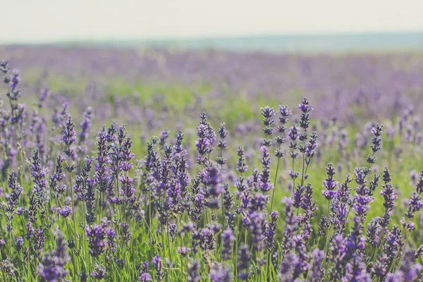 Campo di lavanda viola nel Crimea — Foto Stock