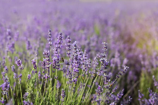 Campo di lavanda nell'ora legale — Foto Stock