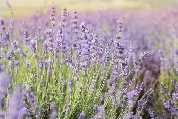 Foto primo piano viola lavanda campo — Foto Stock