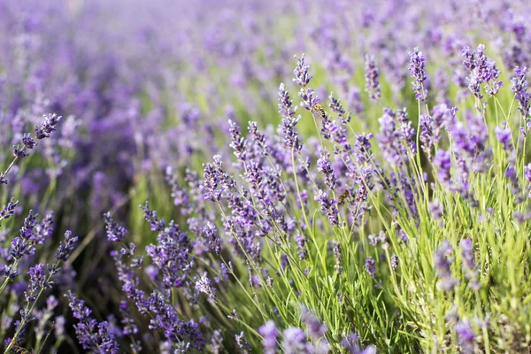 Foto primo piano viola lavanda campo — Foto Stock