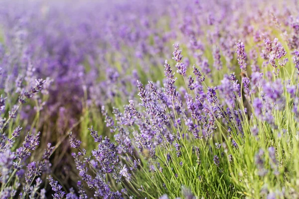 Closeup picture purple lavender field