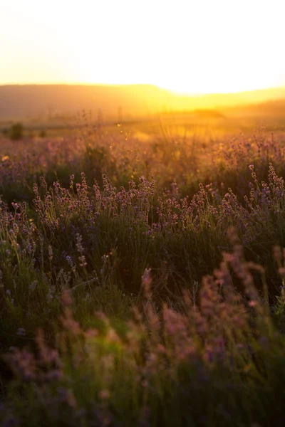 Sunset at purple lavender field in Crimea — Stock Photo, Image