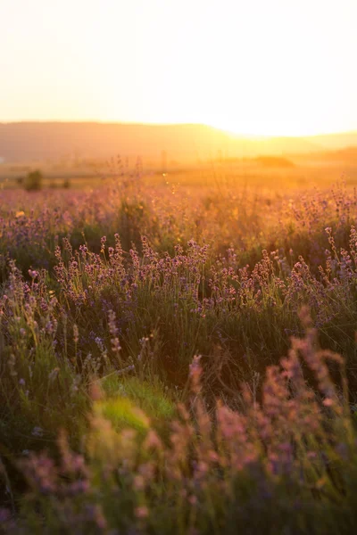 Sunset at purple lavender field in Crimea — Stock Photo, Image