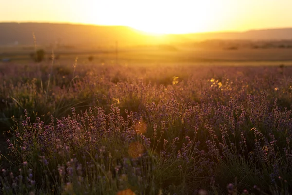 Sunset at purple lavender field in Crimea — Stock Photo, Image