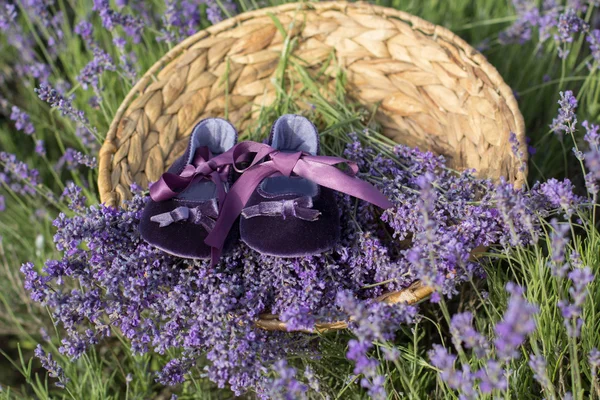 Sapatos pequenos bebês no campo de lavanda — Fotografia de Stock