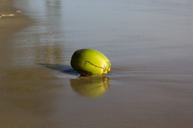 Vietnam kumsallarında Hindistan cevizi