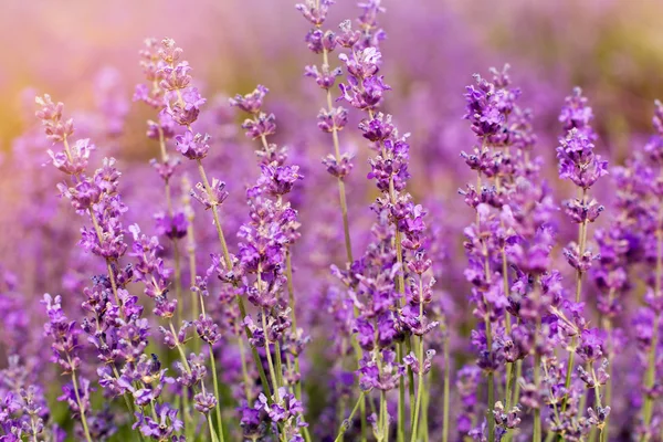 Campi viola di fiori di lavanda, ora del tramonto — Foto Stock