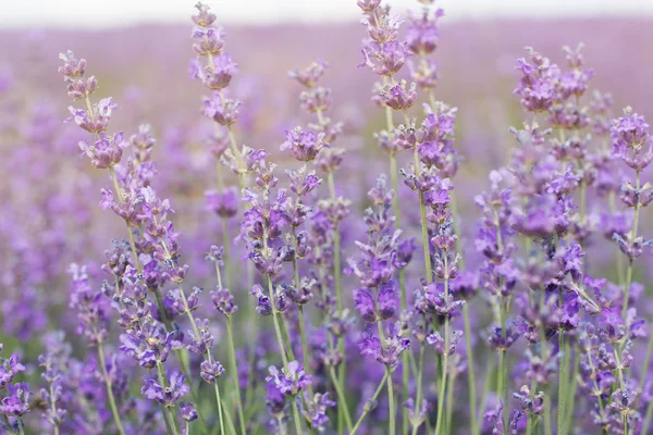 Campo púrpura de flores de lavanda —  Fotos de Stock