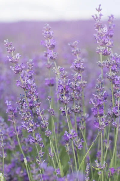 Campo viola di fiori di lavanda — Foto Stock