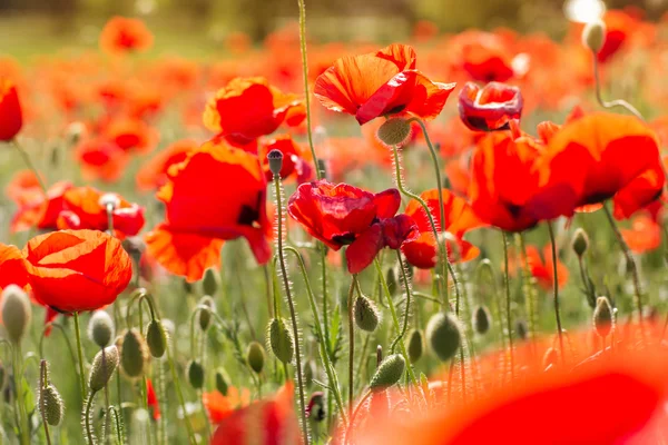 Nice field of red poppy flowers — Stock Photo, Image