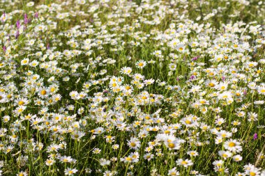 chamomiles doğal çayır