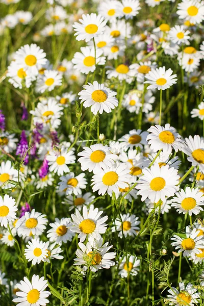 Closeup picture of chamomiles in the nature — Stock Photo, Image