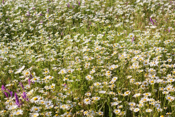 Meadow of chamomiles in the nature — Stock Photo, Image