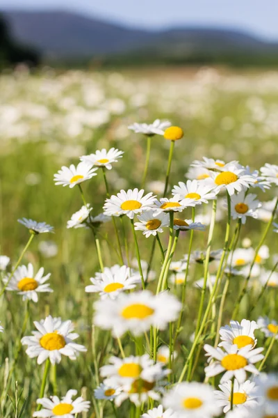 Field of chamomiles flowers in the nature — Stock Photo, Image