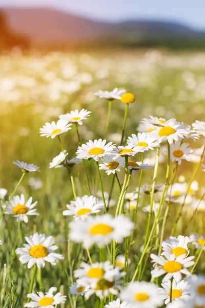 Field of chamomiles flowers in the nature — Stock Photo, Image