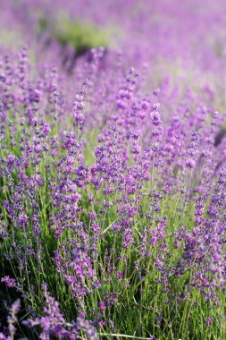 Portre resim mor lavanta çiçek